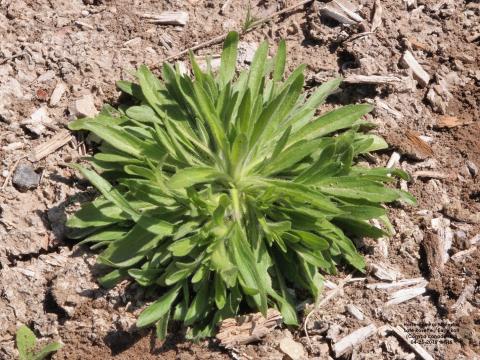 Marestail rosette (Photo by Gary Stone)