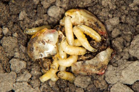 Seed corn maggots