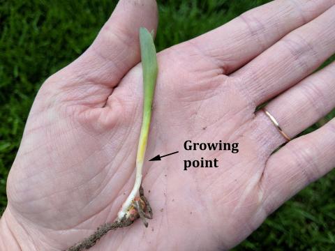 When estimating whether severely injured plants will survive, check the growing point. Healthy growing point is yellow/white and firm as is shown in this picture. Unhealthy growing point is discolored and soft to the touch.