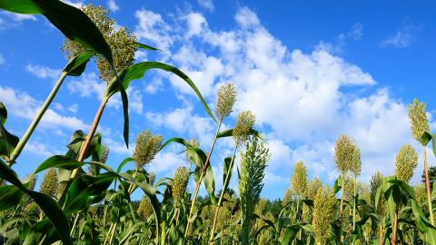Through a $2.7 million grant from the U.S. Department of Energy, a University of Nebraska–Lincoln research team is developing ways to maximize sorghum potentials across the United States.