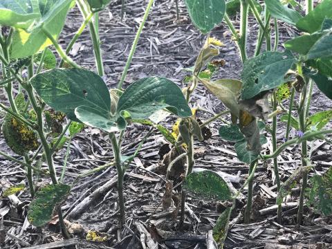 Figure 1. Soybean plant showing signs of wilting from soybean gall midge infestation.