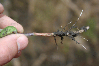 Soybean root lesion