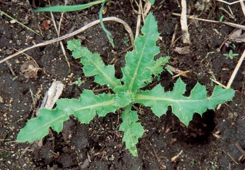 Thistle rosette - best controlled in the fall.
