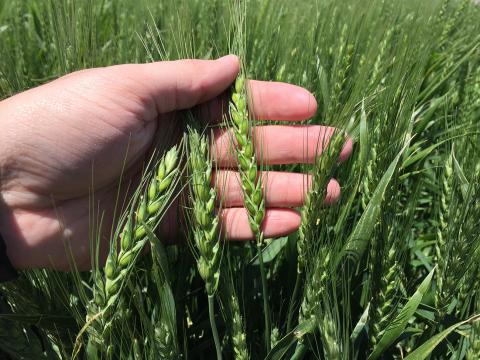 Wheat in an eastern Nebraska variety trial earlier this year. (Photo by Nathan Mueller)