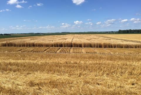 Figure 6. University of Nebraska-Lincoln winter wheat variety trial (25 entries/varieties) on July 16 in Washington County hosted by Hoegermeyer Farms, southwest of Herman. (Photo by Nathan Mueller)
