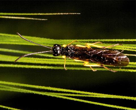 Wheat stem sawfly