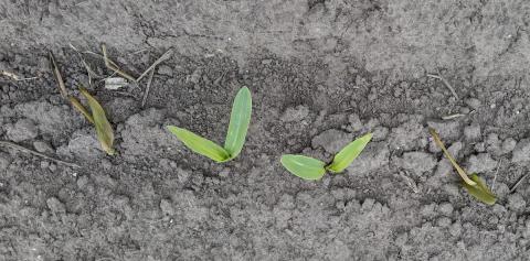 emerging corn showing varying degrees of frost damage