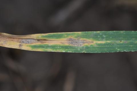 Septoria tritici blotch in the lower canopy of wheat