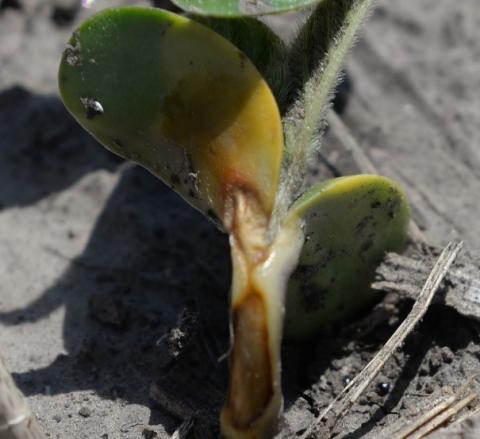 soybean seedling emerging