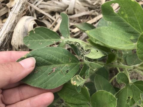 insect damage on soybean leaf from thistle caterpillar