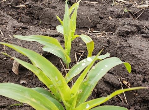 corn emerging from the ground