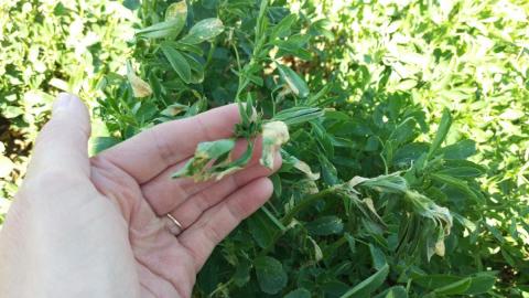 new buds on alfalfa affected by freeze injury