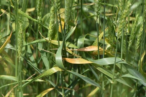 wheat showing signs of barley yellow dwarf