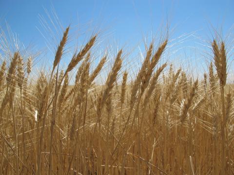wheat nearing harvest