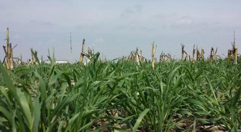 cereal rye as cover crop in corn field