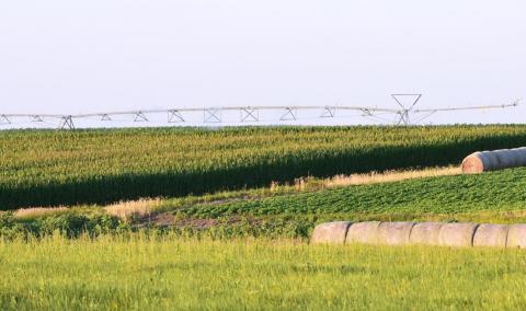 corn and soybean field with center pivot irrigation