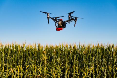 drone flying over corn field