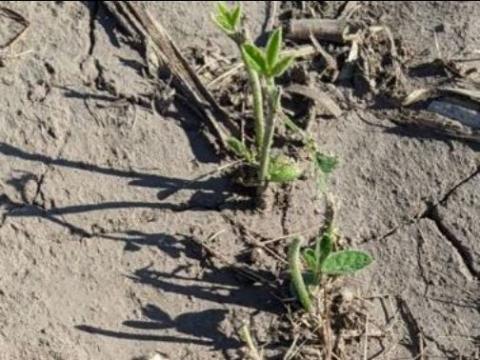 early season damaged soybeans showing regrowth