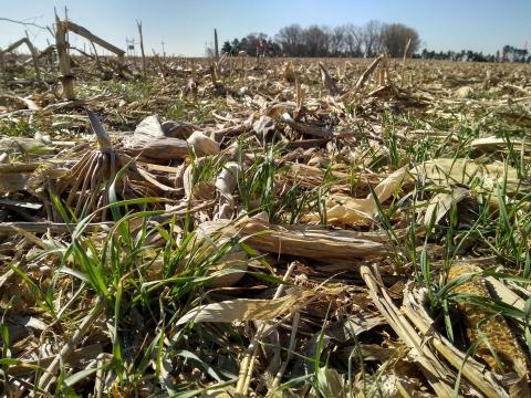 Rye in continuous corn