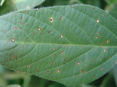 soybean leaf showing signs of disease