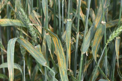 wheat showing signs of disease