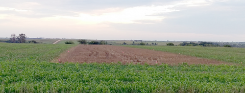 Herz farm cover crop field