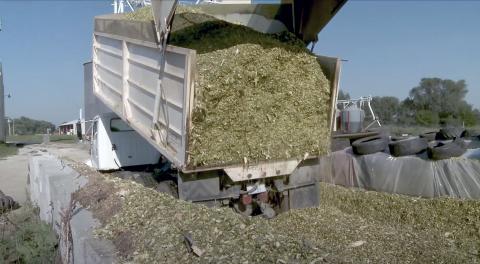 Truck dumping silage
