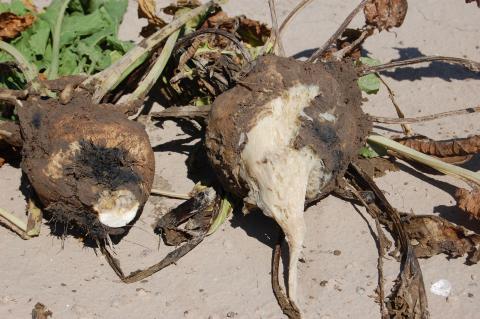 Sugar beets with root disease
