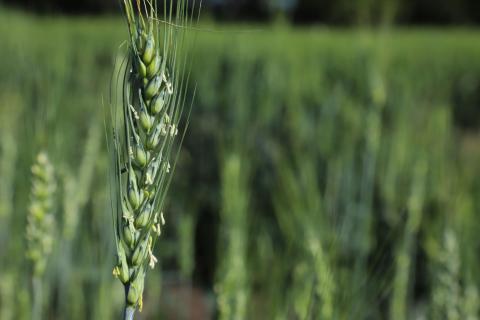Wheat stem in field