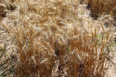 Winter wheat