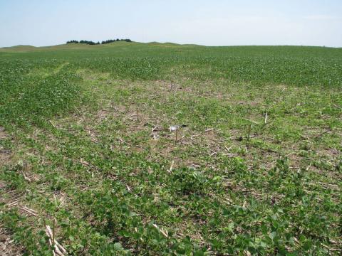 Example of stunting and yellowing in soybeans