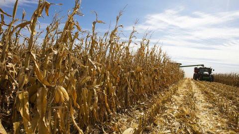Combine harvesting corn in a field