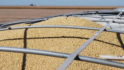 harvested soybeans in a grain trailer