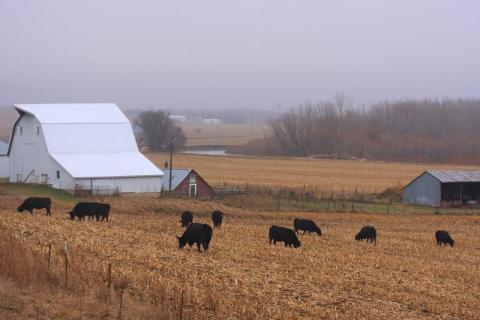 Cattle grazing cornstalks