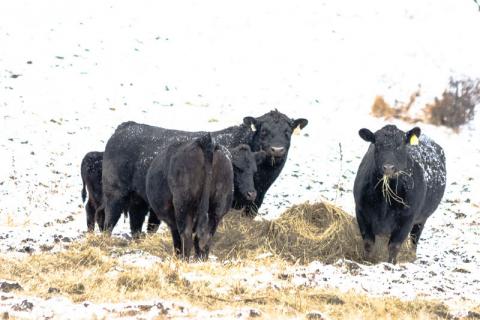 Cattle eating hay