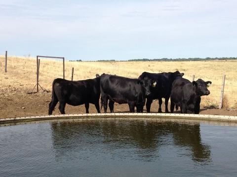 Cattle at pond