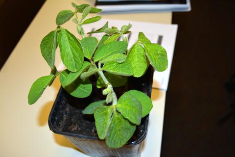 Plant in seedling container