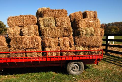 Hay bales on trailer