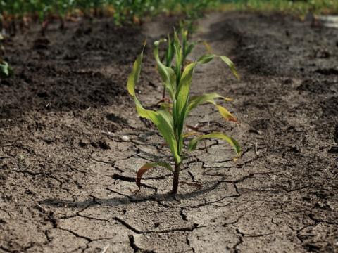 Drought-affected field