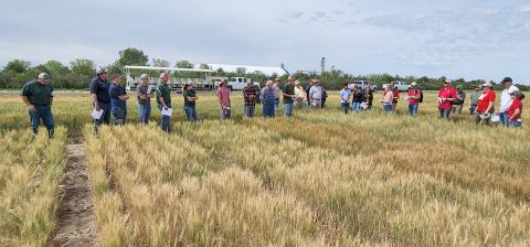 Wheat field day attendees