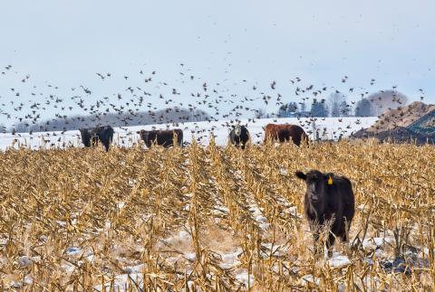 Cattle in snowy cornstalks