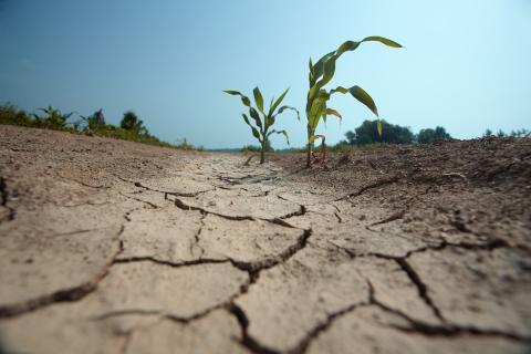 Drought-affected field