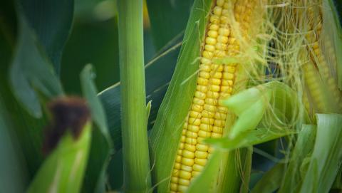 Organic corn 