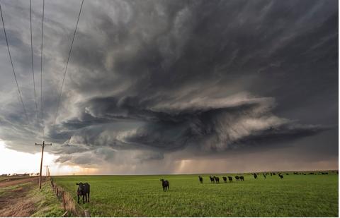 Cattle in thunderstorm