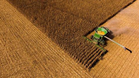 Combine harvesting corn field