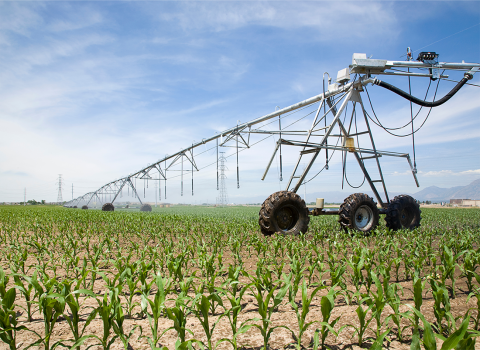 Irrigation system in corn