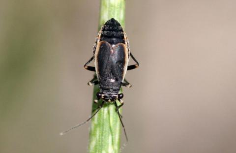 Black grass bug