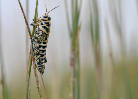 Grasshopper in field