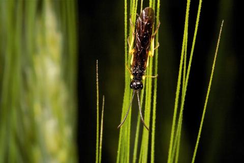 Wheat stem sawfly