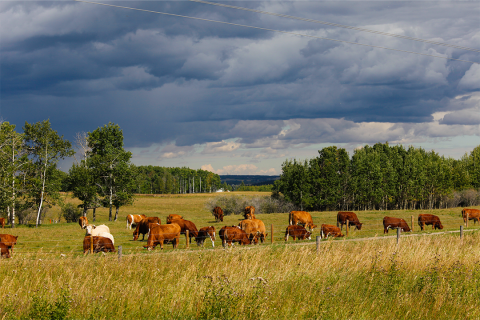 Cattle in pasture during storm